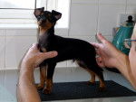 Draco - English Toy Terrier