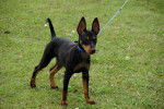 Draco - English Toy Terrier