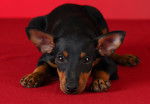 Photo English Toy Terrier