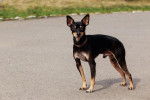 Photo English Toy Terrier