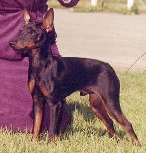 English Toy Terrier - English Toy Terrier