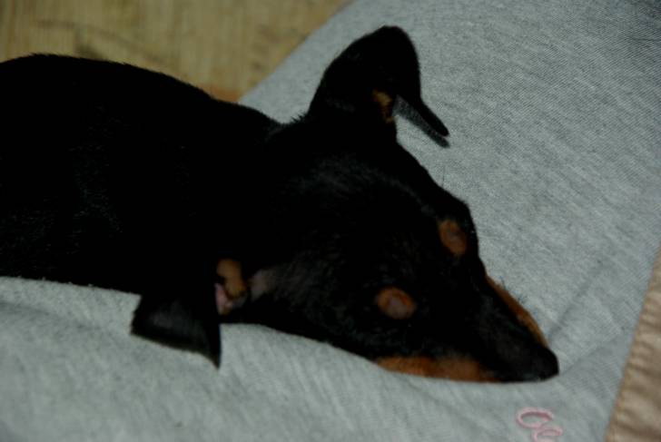 Draco - English Toy Terrier