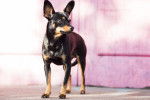 Photo English Toy Terrier