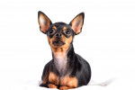 Photo English Toy Terrier