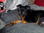 Draco - English Toy Terrier