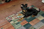 Draco - English Toy Terrier