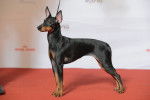 Photo English Toy Terrier