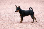 Photo English Toy Terrier