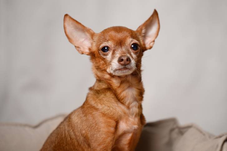 Un jeune Toy Terrier