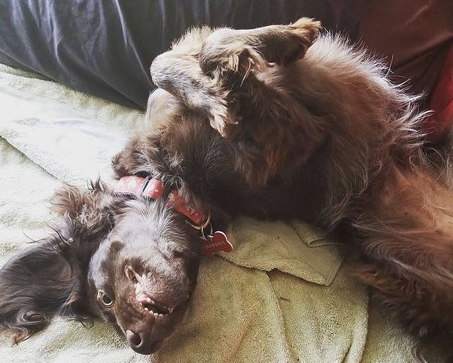 Photo Épagneul de Saint-Usuge