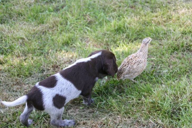 Photo Épagneul de Saint-Usuge