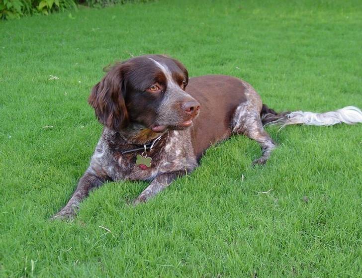 Photo Épagneul de Saint-Usuge