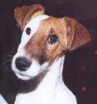 Fox Terrier à poil lisse - Fox Terrier à Poil Lisse