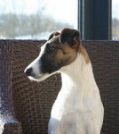 Cérès de Camp Rémy - Fox Terrier à Poil Lisse