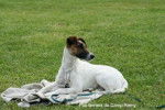 Fox terrier à poil lisse de Camp rémy - Fox Terrier à Poil Lisse
