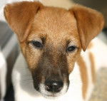 Dixie - Fox Terrier à Poil Lisse (3 ans)