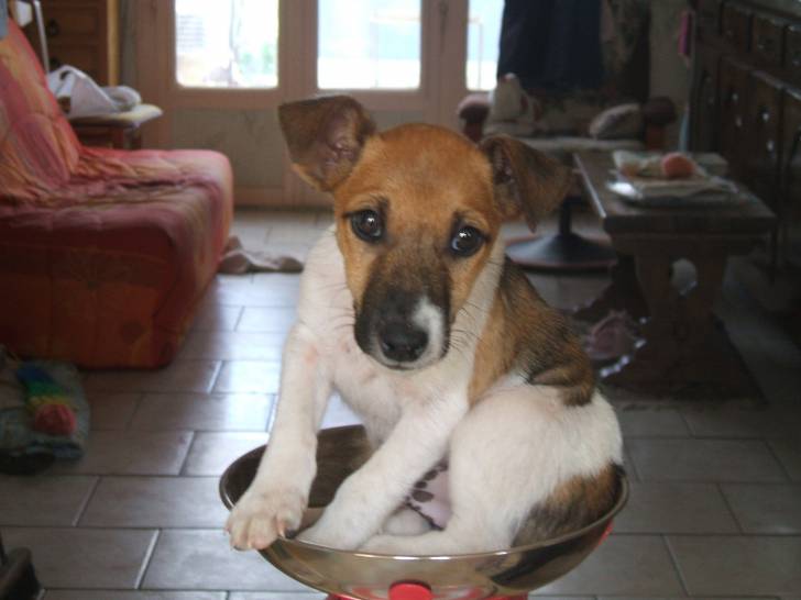 éro - Fox Terrier à Poil Lisse Mâle (2 mois)