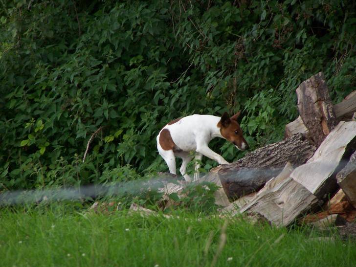 capucine - Fox Terrier à Poil Lisse (6 ans)