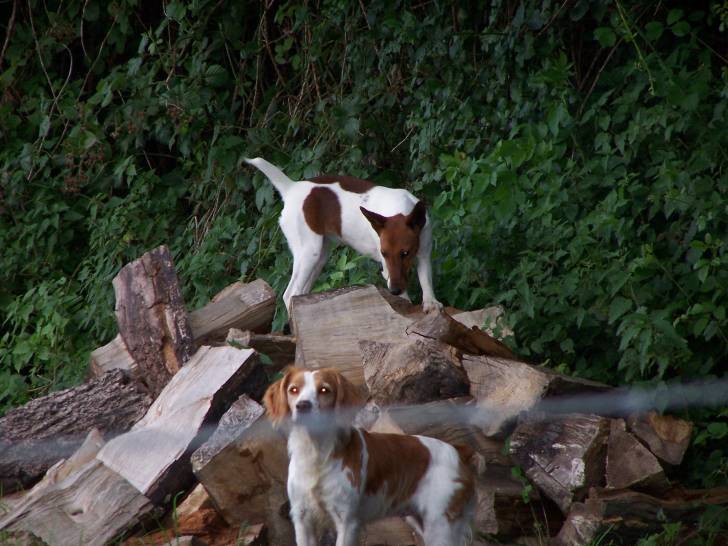 capucine et nina - Fox Terrier à Poil Lisse (6 ans)