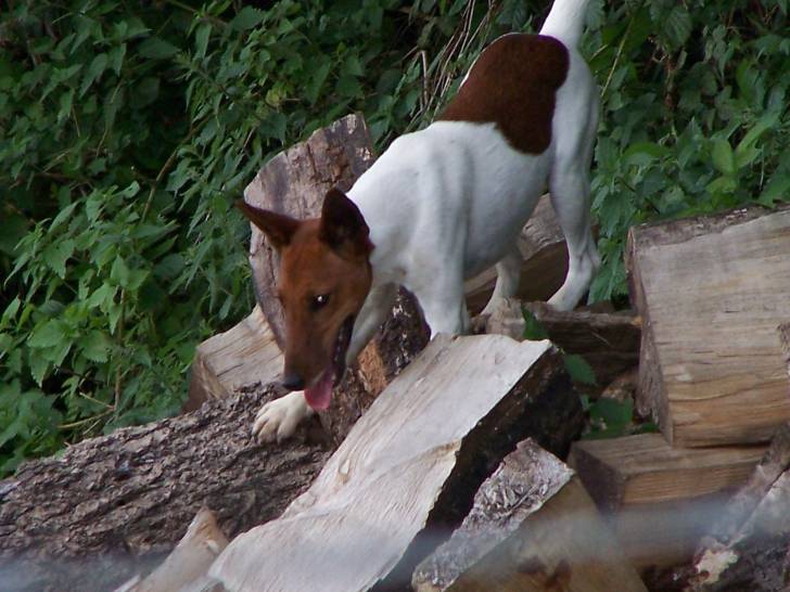 capucine - Fox Terrier à Poil Lisse (6 ans)