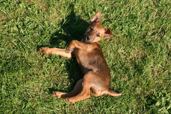 douchka - Fox Terrier à Poil Lisse (3 ans)