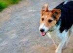 Dolly - Fox Terrier à Poil Lisse Femelle (3 ans)