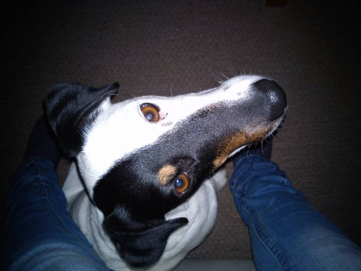 Doudou - Fox Terrier à Poil Lisse Femelle (4 ans)