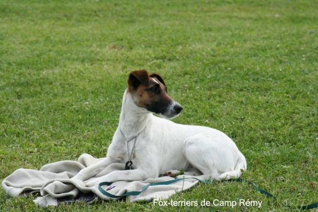 Fox terrier à poil lisse de Camp rémy - Fox Terrier à Poil Lisse