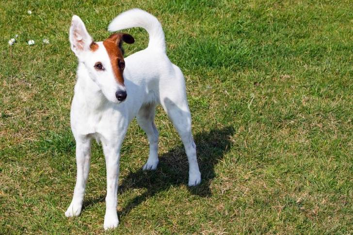 Photo Fox Terrier à Poil Lisse
