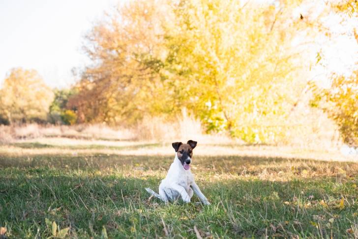 Photo Fox Terrier à Poil Lisse