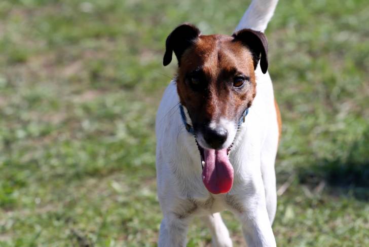Photo Fox Terrier à Poil Lisse