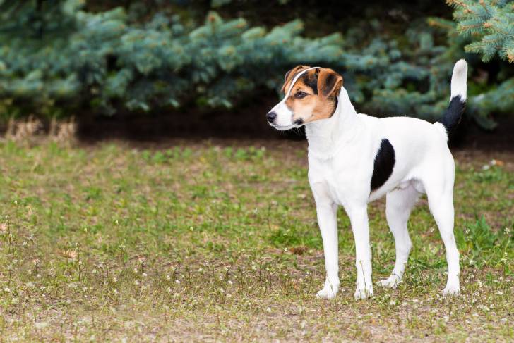 Photo Fox Terrier à Poil Lisse