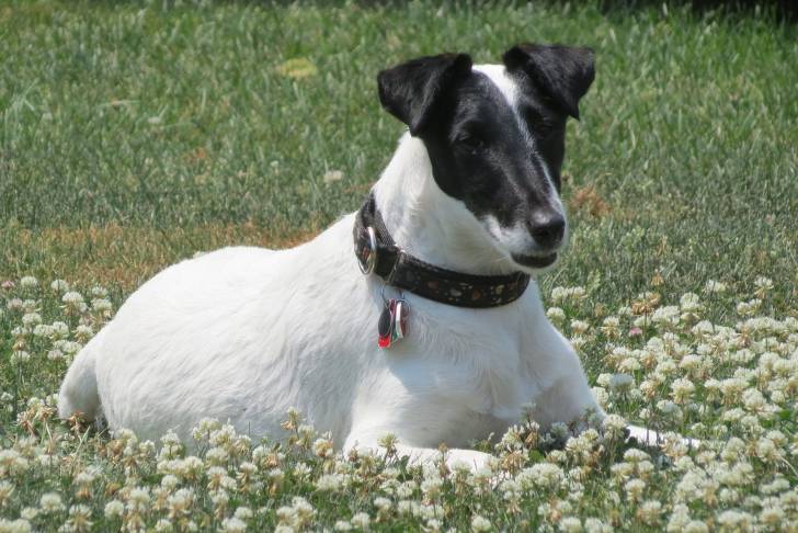 Photo Fox Terrier à Poil Lisse