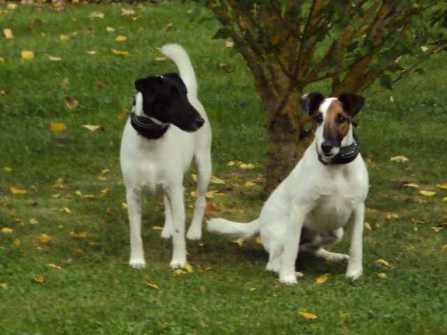 éclaire et eliott - Fox Terrier à Poil Lisse Mâle (3 ans)