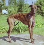 Galgo Espagnol - Galgo Espagnol