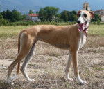 Galgo espagnol : Biscaye à la cour du roi boulou - Galgo Espagnol