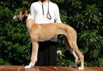 Galgo espagnol : Biscaye à la cour du roi boulou - Galgo Espagnol