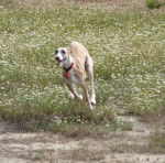Galgo espagnol : Biscaye à la cour du roi boulou - Galgo Espagnol
