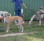 Galgo espagnol : Biscaye à la cour du roi boulou - Galgo Espagnol