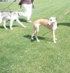 Galgo espagnol : Biscaye à la cour du roi boulou - Galgo Espagnol