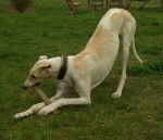 Galgo espagnol Floyd - Galgo Espagnol