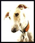Galgo espagnol Floyd - Galgo Espagnol