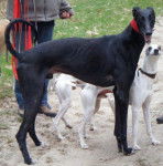 Julio Galgos Espagnol noir - Galgo Espagnol