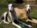 Zeus et Shiraya....Pourquoi ? :( - Galgo Espagnol