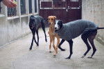 Photo Galgo Espagnol