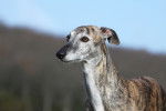 Photo Galgo Espagnol