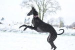Un Galgo noir jour avec la neige en hiver