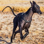 Photo Galgo Espagnol