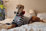 Un Galgo Espagnol allongé sur un lit et portant un habit pour chien 