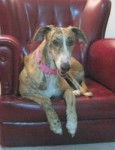 Luz - Galgo Espagnol (6 ans)
